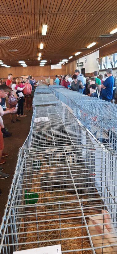 Kleintiermarkt Bilder