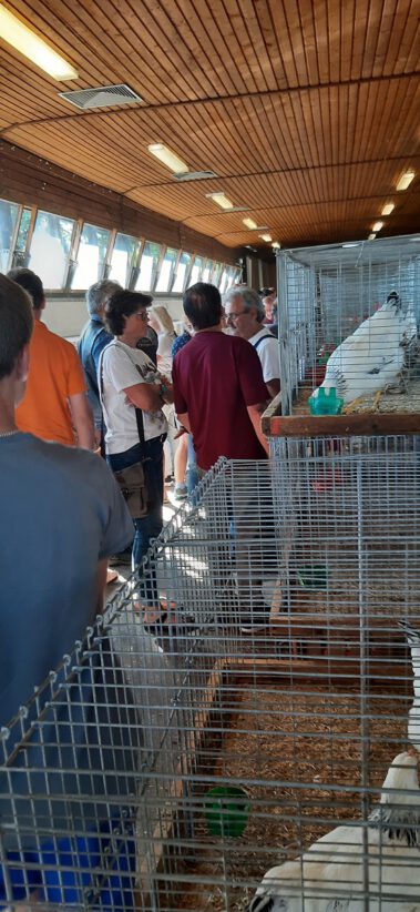 Kleintiermarkt Bilder