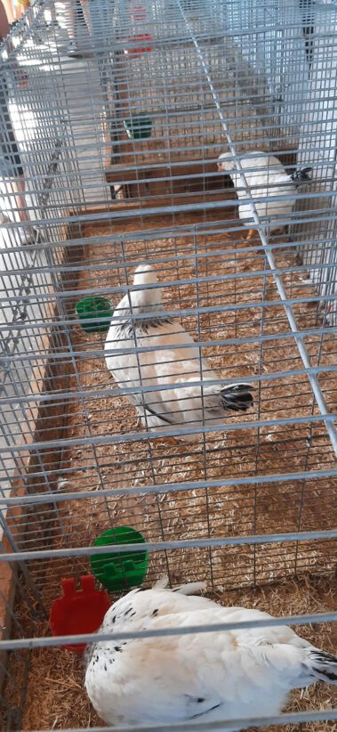 Kleintiermarkt Bilder