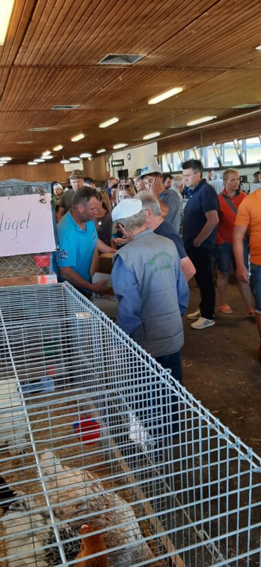 Kleintiermarkt Bilder