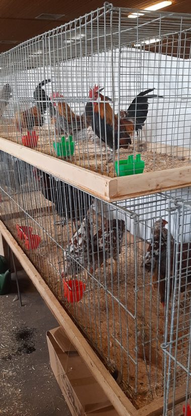 Kleintiermarkt Bilder