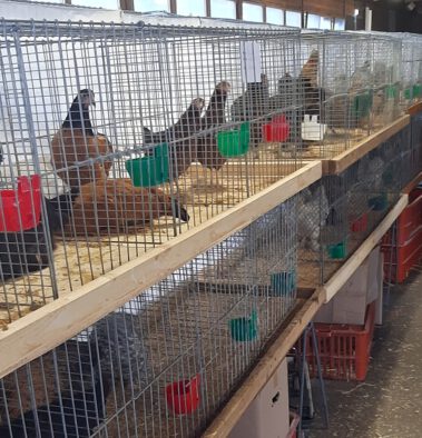 Kleintiermarkt Weilheim